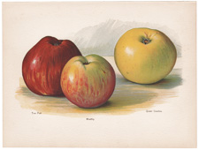 antique print of apples and other fruit